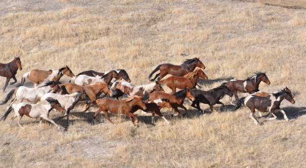 The Breathtaking Prairie In Kansas Where You Can Watch Wild Horses Roam