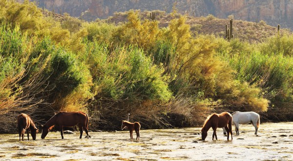 The Breathtaking Place In Arizona Where You Can Watch Wild Horses Roam