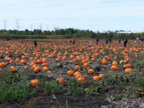 These 6 Charming Pumpkin Patches In Chicago Are Picture Perfect For A Fall Day