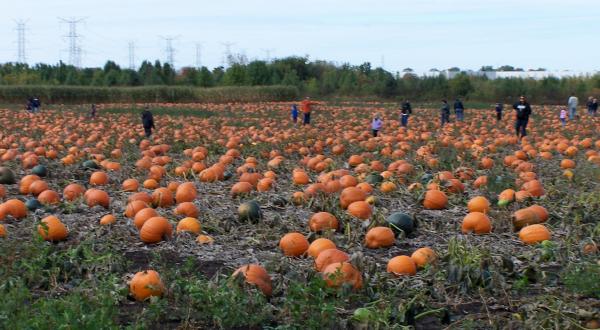 These 6 Charming Pumpkin Patches In Chicago Are Picture Perfect For A Fall Day