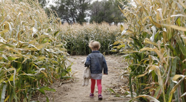 Get Lost In These Awesome Corn Mazes In Wyoming This Fall