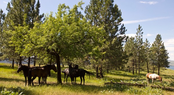 The Breathtaking Park In Montana Where You Can Watch Wild Horses Roam