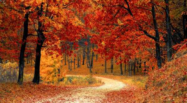 Here Are The Best Times And Places To View Fall Foliage In Illinois
