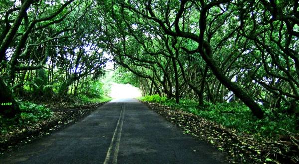 The Dreamy Country Road In Hawaii You’ll Want To Explore