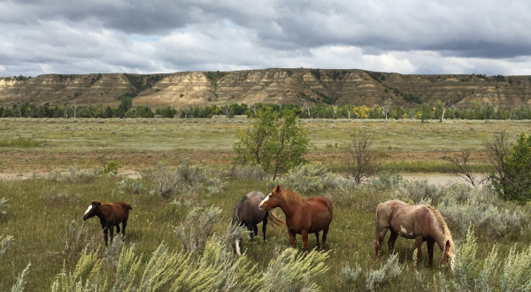 The Breathtaking Park In North Dakota Where You Can Watch Wild Horses Roam