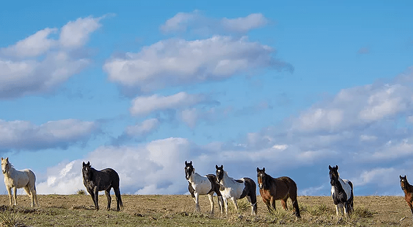 The Breathtaking Park In South Dakota Where You Can Watch Wild Horses Roam