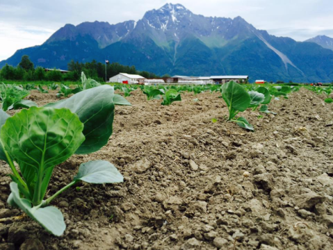 The Gorgeous U-Pick Farm In The Alaskan Countryside You Have To Visit At Least Once