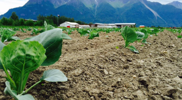 The Gorgeous U-Pick Farm In The Alaskan Countryside You Have To Visit At Least Once