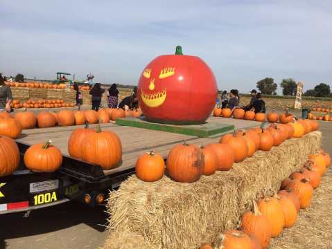 These 6 Charming Pumpkin Patches In Northern California Are Picture Perfect For A Fall Day