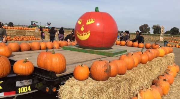 These 6 Charming Pumpkin Patches In Northern California Are Picture Perfect For A Fall Day