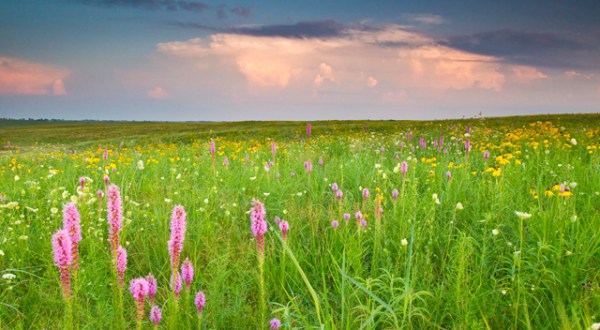 Visit This Missouri Prairie for Stunning Views and A Chance To Spot These Rare Birds