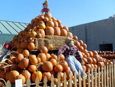 These 7 Charming Pumpkin Patches In St. Louis Are Picture Perfect For A Fall Day