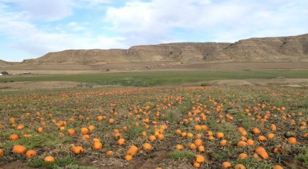 These 6 Charming Pumpkin Patches In Wyoming Are Picture Perfect For A Fall Day