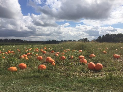 These 8 Charming Pumpkin Patches Near Louisville Are Picture Perfect For A Fall Day