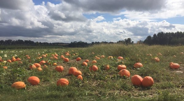 These 8 Charming Pumpkin Patches Near Louisville Are Picture Perfect For A Fall Day