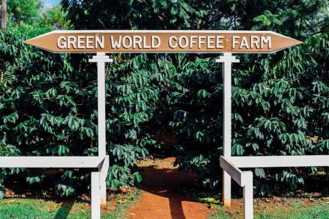 You'll Want To Visit This Hawaii Coffee Farm Hiding In Plain Sight
