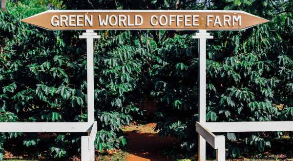 You’ll Want To Visit This Hawaii Coffee Farm Hiding In Plain Sight