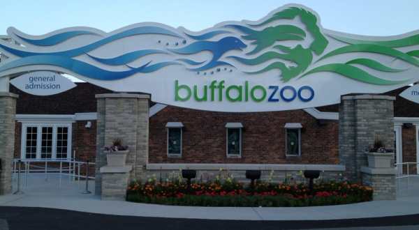 Buffalo’s Zoo Is One Of The Oldest In The U.S. Here’s What Makes It Timeless