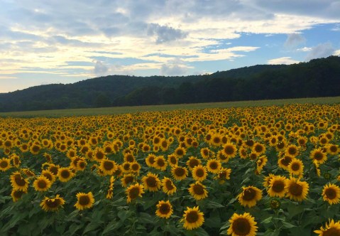 Most People Don't Know About This Magical Sunflower Field Hiding In New Jersey