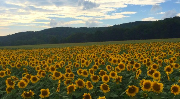 Most People Don’t Know About This Magical Sunflower Field Hiding In New Jersey