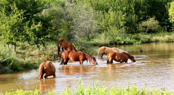 The Breathtaking Place In Oklahoma Where You Can Watch Wild Horses Roam