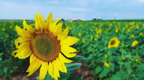 Most People Don’t Know About This Magical Sunflower Field Hiding In Oklahoma