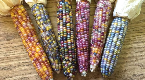 Everyone Is Going Nuts For This Rare Rainbow Corn That’s Straight Out Of Oklahoma