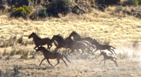 The Breathtaking Place In Oregon Where You Can Watch Wild Horses Roam