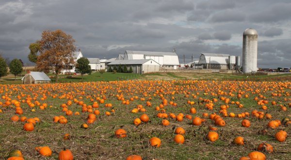 These 10 Charming Pumpkin Patches In Maryland Are Picture Perfect For A Fall Day