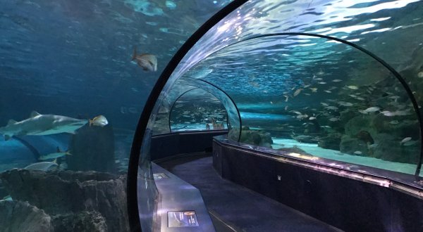 This Underwater Tunnel In South Carolina Will Enchant You In The Best Way Possible
