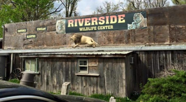 Visit Lions, Tigers, And Gators At This Awesome Wildlife Center In Missouri