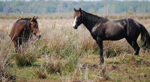 The Breathtaking State Park In Florida Where You Can Watch Wild Horses Roam