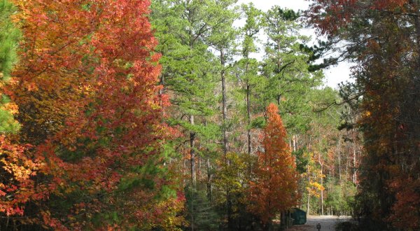 7 Picture Perfect Fall Day Trips To Take In Louisiana