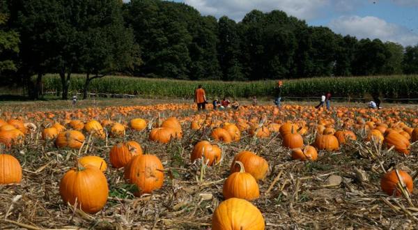 It’s Not Fall Until You Visit The Largest Pumpkin Farm In Pennsylvania