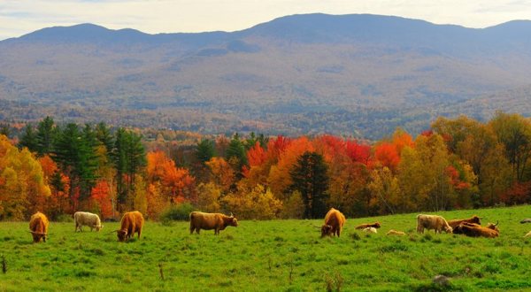 The Hidden Restaurant In Vermont That’s Surrounded By The Most Breathtaking Fall Colors