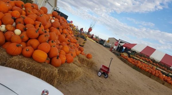 Most People Have No Idea This Amazing Farm Park In Colorado Even Exists