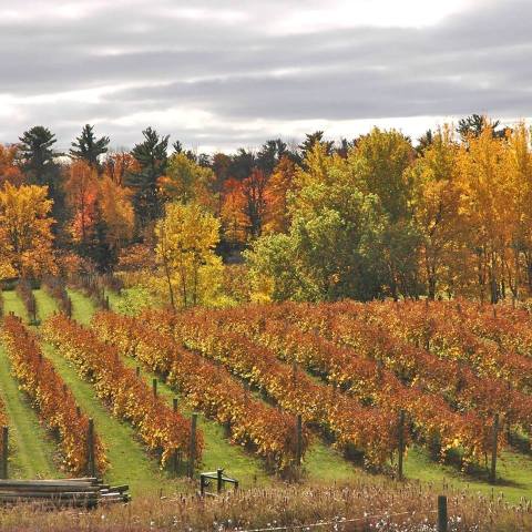 13 Beautiful Wisconsin Wineries That Are Even More Magical in the Fall