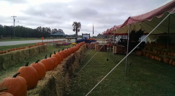 It’s Not Fall Until You Visit The Largest Pumpkin Farm In South Carolina