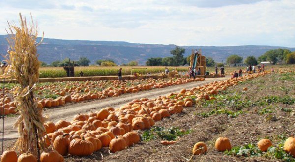 It’s Not Fall Until You Visit The Largest Pumpkin Farm In Colorado