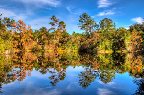The Best Times And Places To View Fall Foliage In Florida