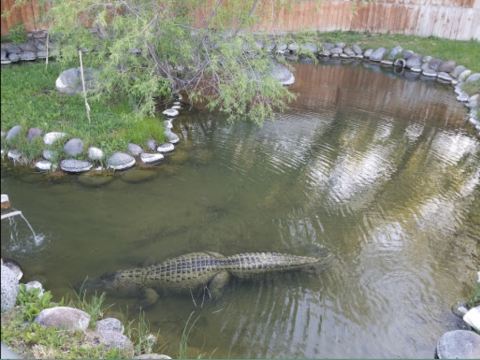 Yes, Alligators Live In This Idaho Hot Spring And It's Kind Of Terrifying