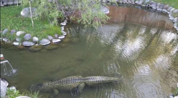 Yes, Alligators Live In This Idaho Hot Spring And It’s Kind Of Terrifying