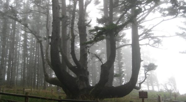 Most People Don’t Know The Story Behind This Sinister Oregon Tree