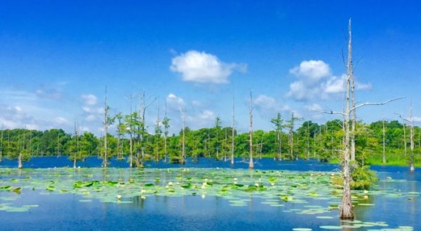 This Underrated Hiking Trail In Louisiana Leads To Jaw-Dropping Views