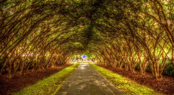 Dallas – Fort Worth’s Tunnel Of Trees Is Positively Magical And You Need To Visit