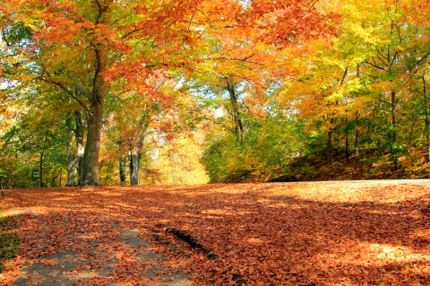 This Dreamy Road Trip Will Take You To The Best Fall Foliage In All Of Louisville