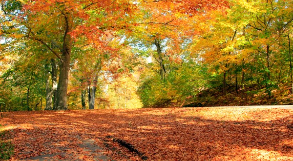 This Dreamy Road Trip Will Take You To The Best Fall Foliage In All Of Louisville