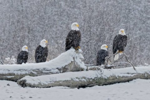 Watch Thousands Of Eagles Fill The Sky At This Magical Alaska Festival