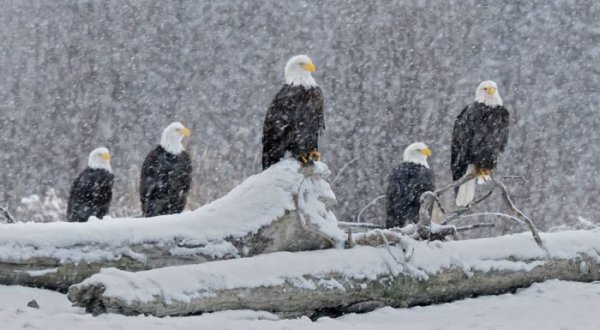 Watch Thousands Of Eagles Fill The Sky At This Magical Alaska Festival
