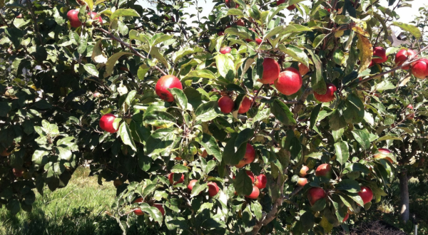 These 6 Charming Apple Orchards Around San Francisco Are Picture Perfect For A Fall Day